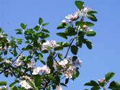 flowering carb