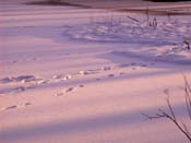 footprints