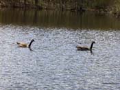 geese