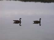 geese