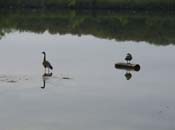 geese