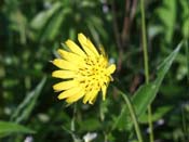Goats Beard