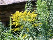 goldenrod