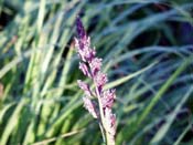 prairie grass