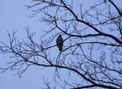 Hawk