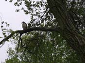 hawk