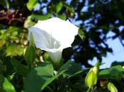 hedge bindweed