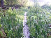cattails