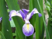 iris