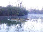 Island