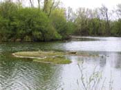 Island