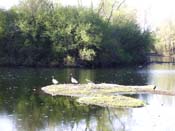 Island