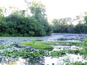 Island