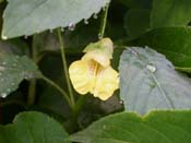 jewelweed