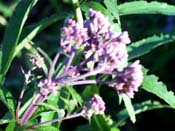 sweet joe pye weed