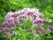 spotted joe pye weed