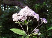 sweet joe pye weed
