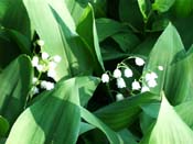 lilly of Valley