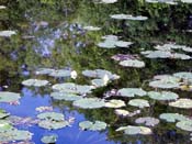 water lilies