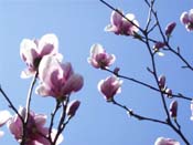 magnolia