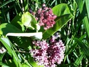 milkweed