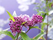 milkweed