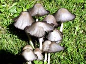 mushrooms