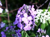 phlox