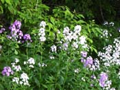 phlox