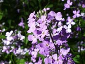 phlox