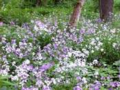phlox