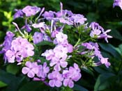 phlox
