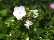 phlox