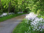 Phlox Walk