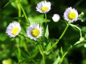 fleabane