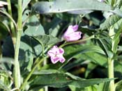pink purple flower