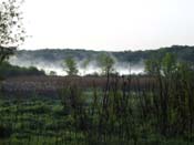 lilly of Valley