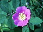 Pasture Rose