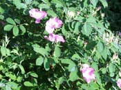 Pasture Rose
