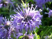 purple bergamot