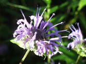 purple bergamot