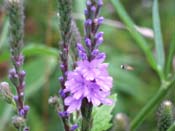 purple flower