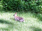 rabbit