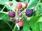 raspberries