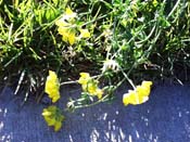 road flower