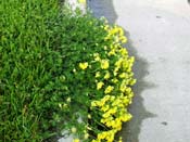 road flower