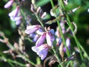 showy tick-trefoil