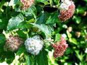 shrub flower