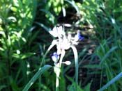 spiderwort