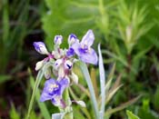 spiderwort